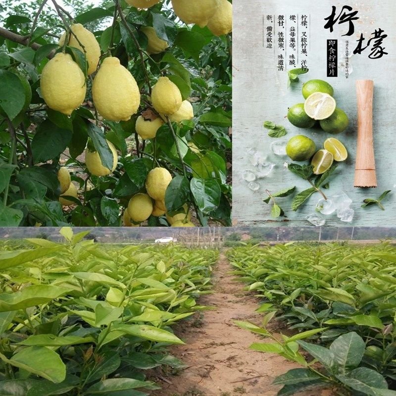 【有好货】嫁接尤力克香水柠檬苗阳台室内盆栽地载水果树苗