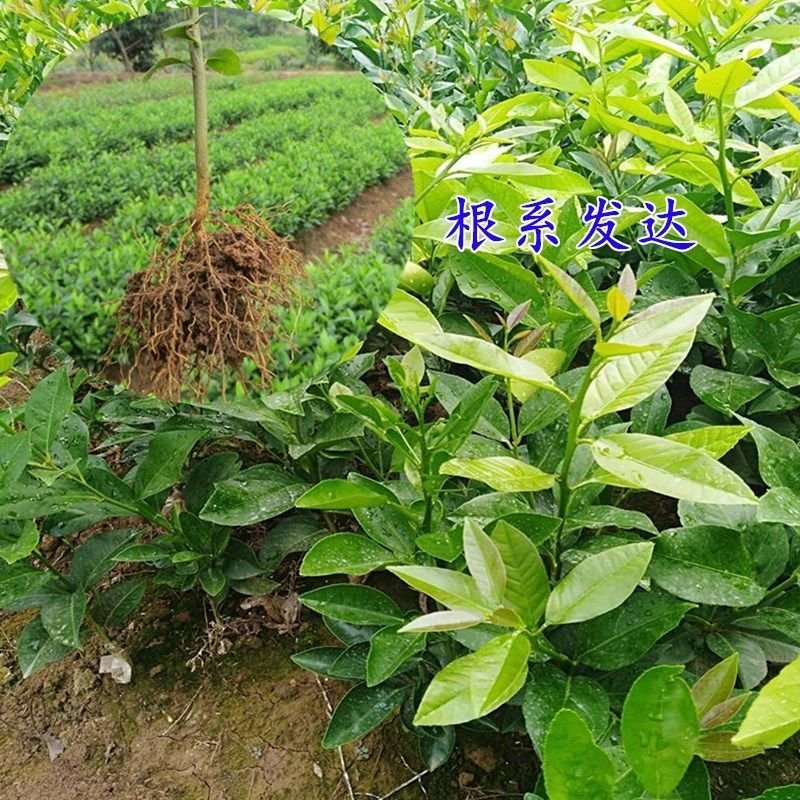 【有好货】嫁接尤力克香水柠檬苗阳台室内盆栽地载水果树苗