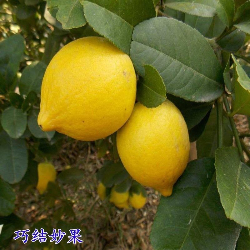 【有好货】嫁接尤力克香水柠檬苗阳台室内盆栽地载水果树苗