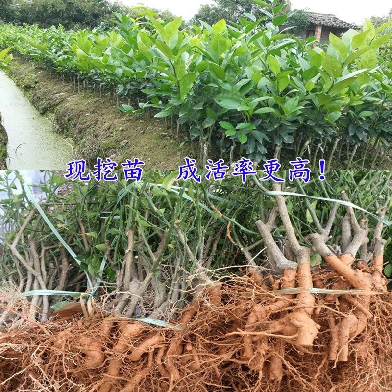 【有好货】嫁接尤力克香水柠檬苗阳台室内盆栽地载水果树苗