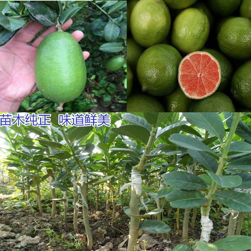 【有好货】嫁接尤力克香水柠檬苗阳台室内盆栽地载水果树苗