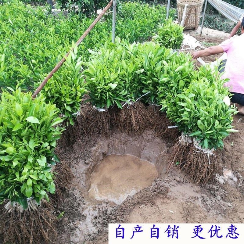 【有好货】嫁接尤力克香水柠檬苗阳台室内盆栽地载水果树苗