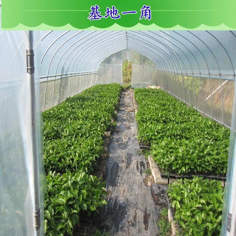 【有好货】嫁接尤力克香水柠檬苗阳台室内盆栽地载水果树苗