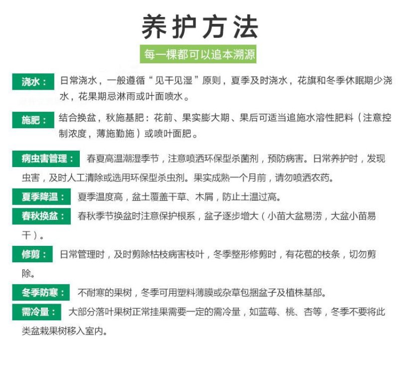【有好货】嫁接尤力克香水柠檬苗阳台室内盆栽地载水果树苗