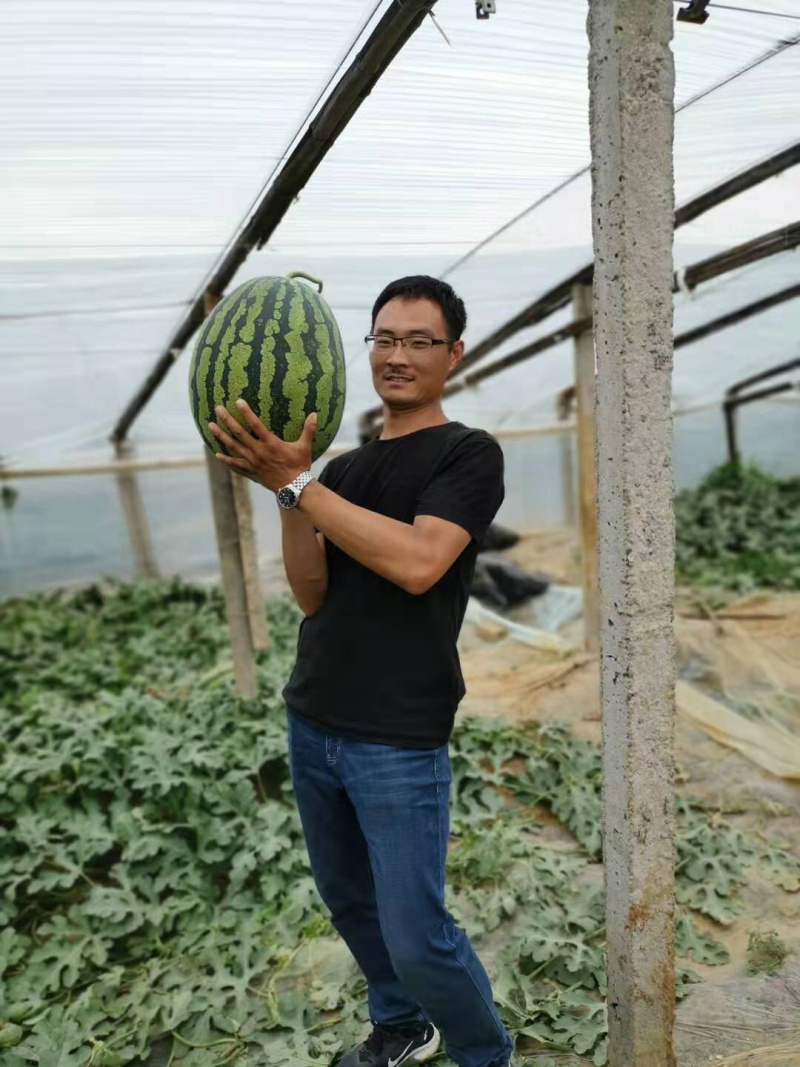 【精品】嫁接甜王西瓜苗保成活率产量高品质保证