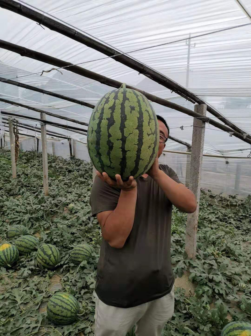 【精品】嫁接甜王西瓜苗保成活率产量高品质保证