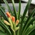 君子兰是长春市市花年底开花