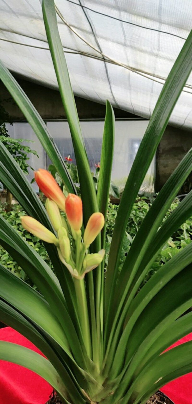 君子兰是长春市市花年底开花