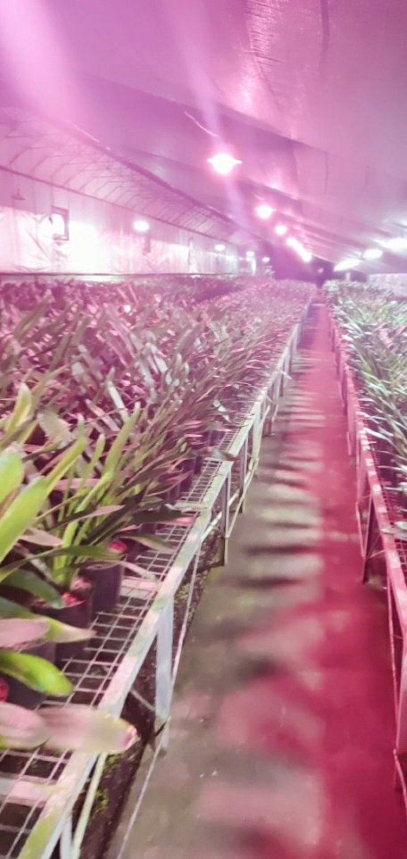 君子兰是长春市市花年底开花