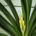 君子兰是长春市市花年底开花