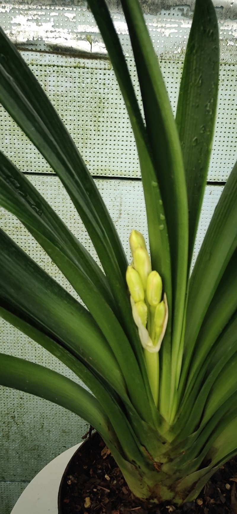 君子兰是长春市市花年底开花