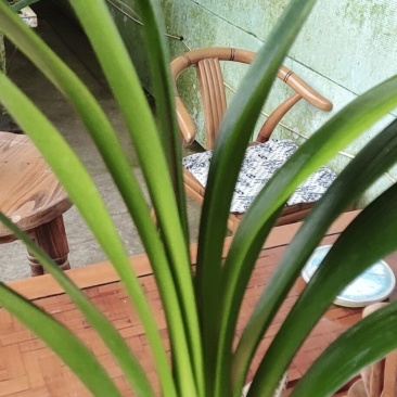 君子兰是长春市市花年底开花