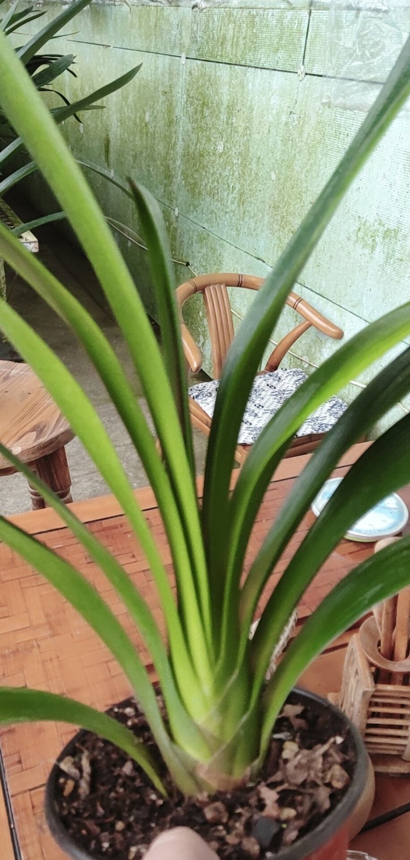 君子兰是长春市市花年底开花