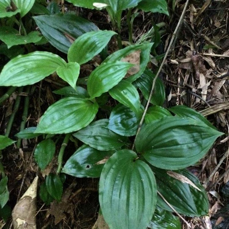 野见血清，可以供鲜货或干货(水洗货)，原生态，包邮