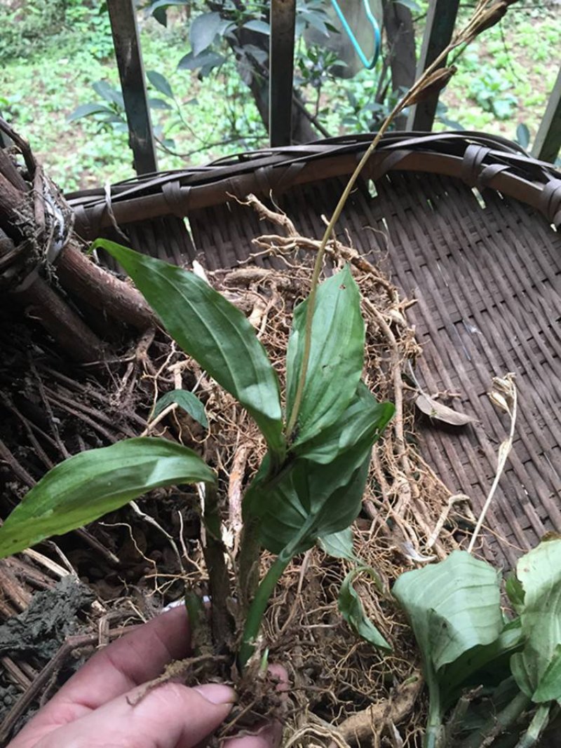 野见血清，可以供鲜货或干货(水洗货)，原生态，包邮