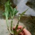 野见血清，可以供鲜货或干货(水洗货)，原生态，包邮