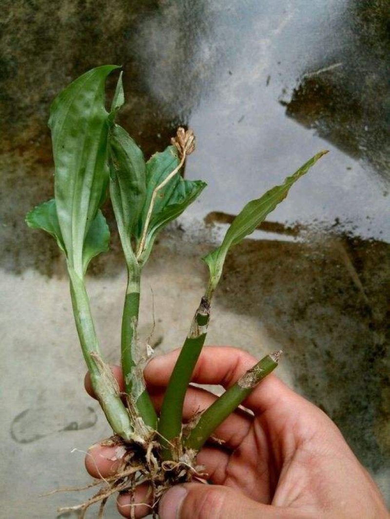 野见血清，可以供鲜货或干货(水洗货)，原生态，包邮