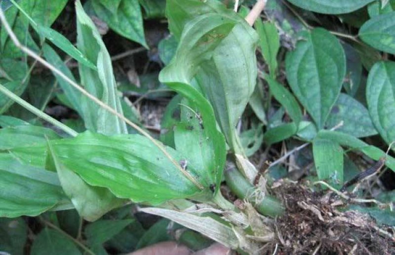 野见血清，可以供鲜货或干货(水洗货)，原生态，包邮