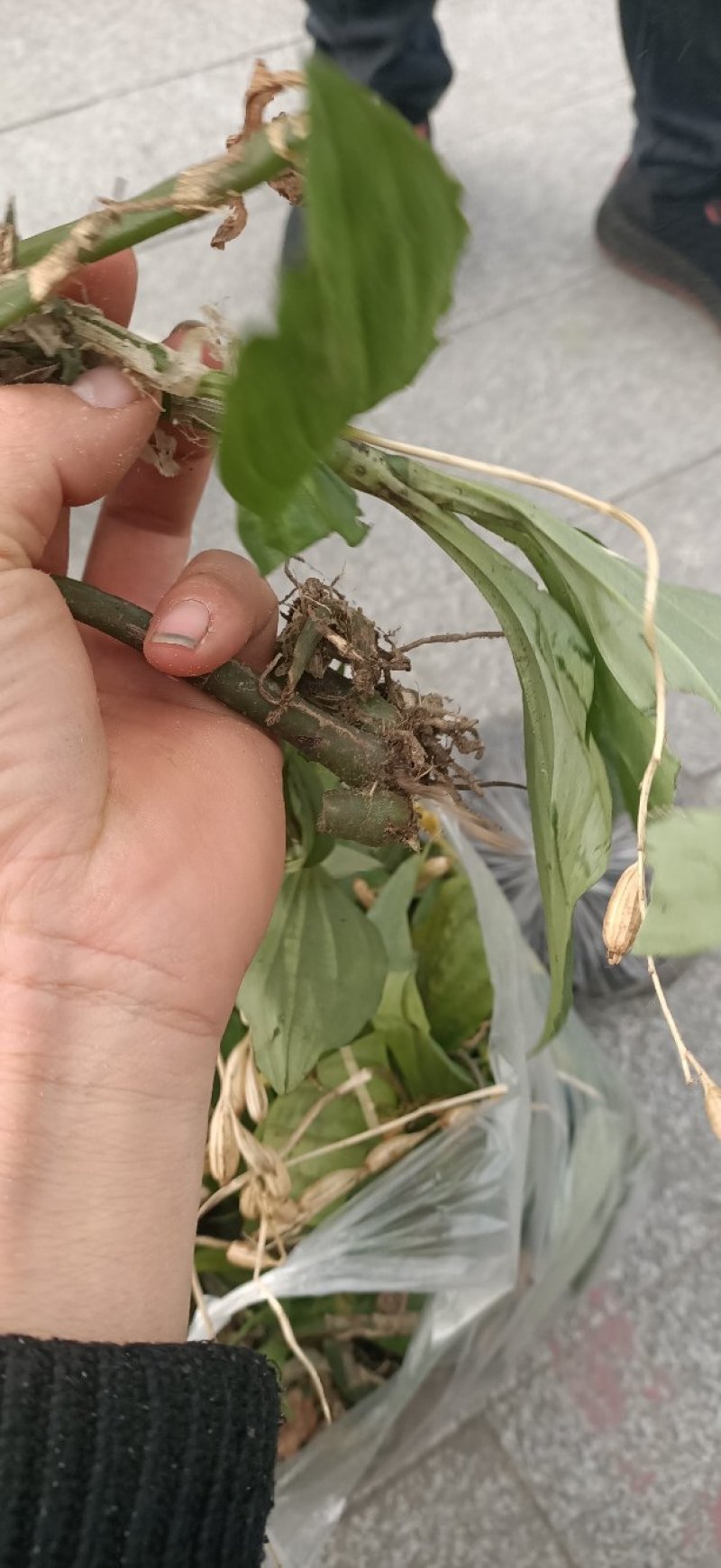 野见血清，可以供鲜货或干货(水洗货)，原生态，包邮