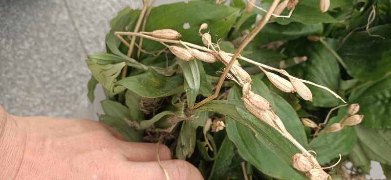 野见血清，可以供鲜货或干货(水洗货)，原生态，包邮