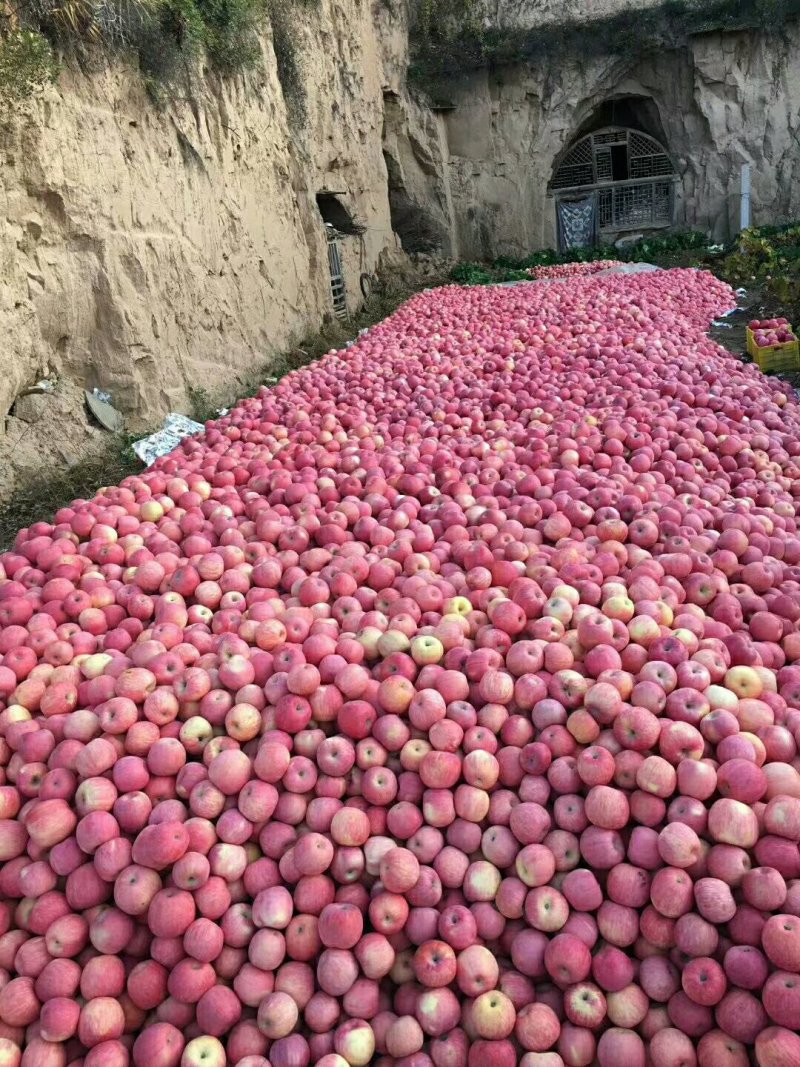 延安红富士苹果