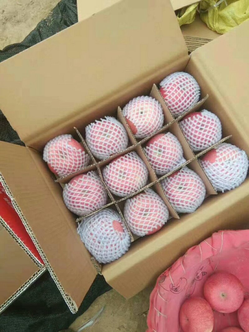 延安红富士苹果