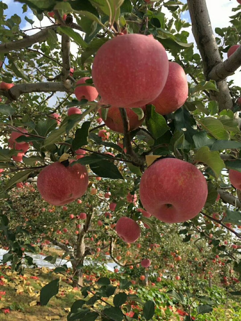 延安红富士苹果