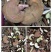 【包邮】赤灵芝东北半野生林下灵芝长白山特产整支