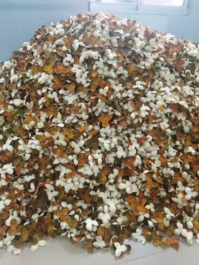 陈皮，三花皮新会陈皮陈皮