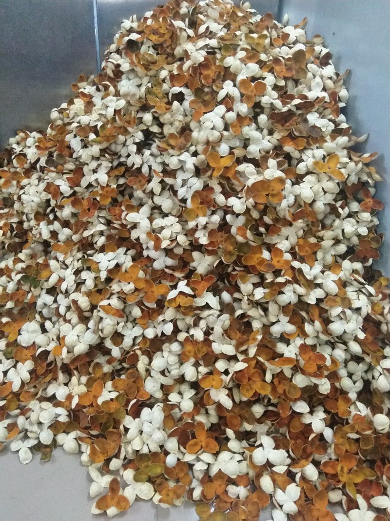 陈皮，三花皮新会陈皮陈皮