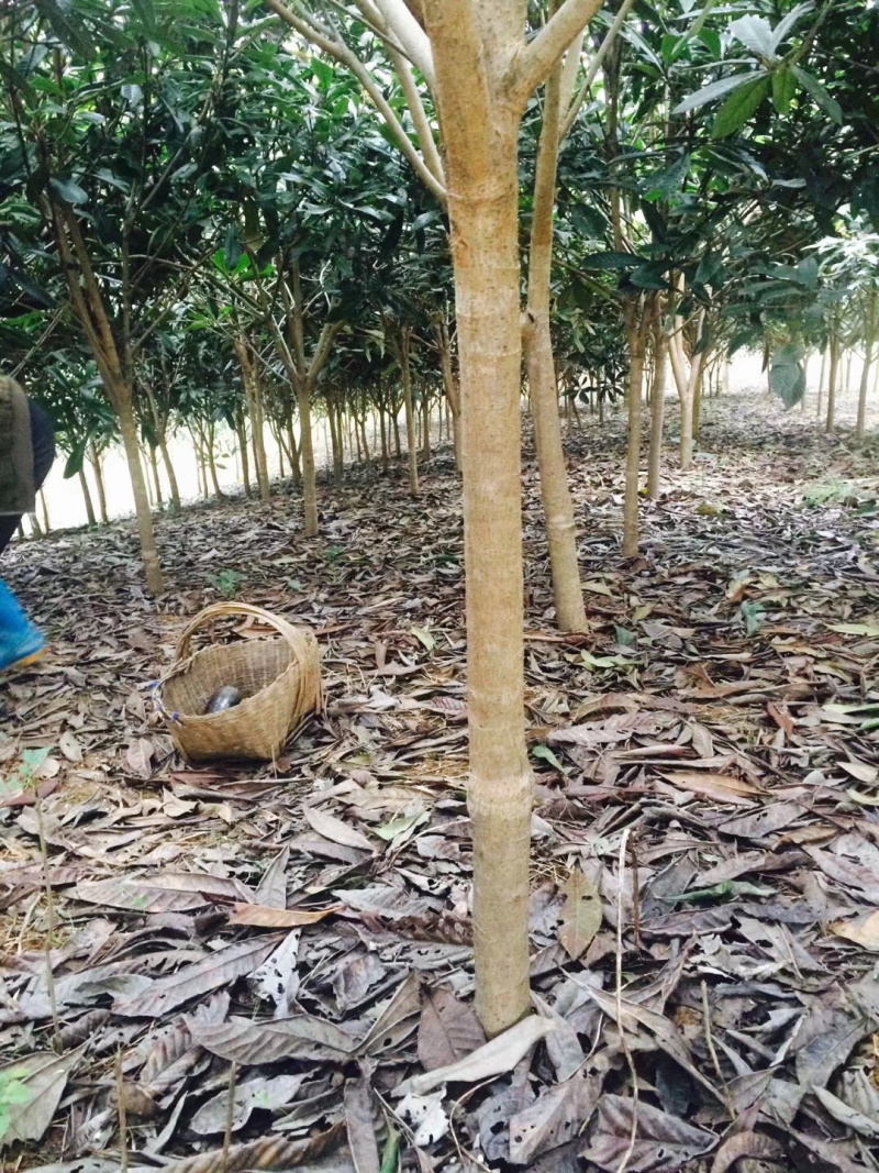 枇杷树，精品出售，1到10公分，规格齐全。。