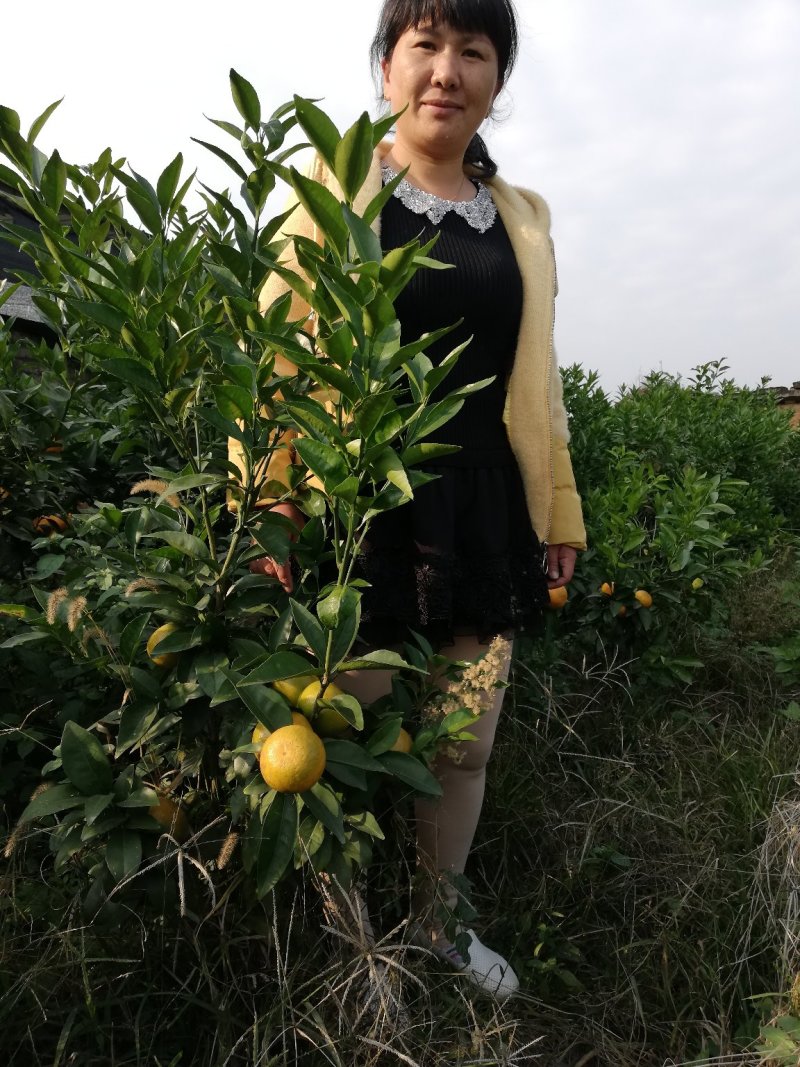沃柑订制级移栽大苗明年挂果免费技术支持少量不包邮