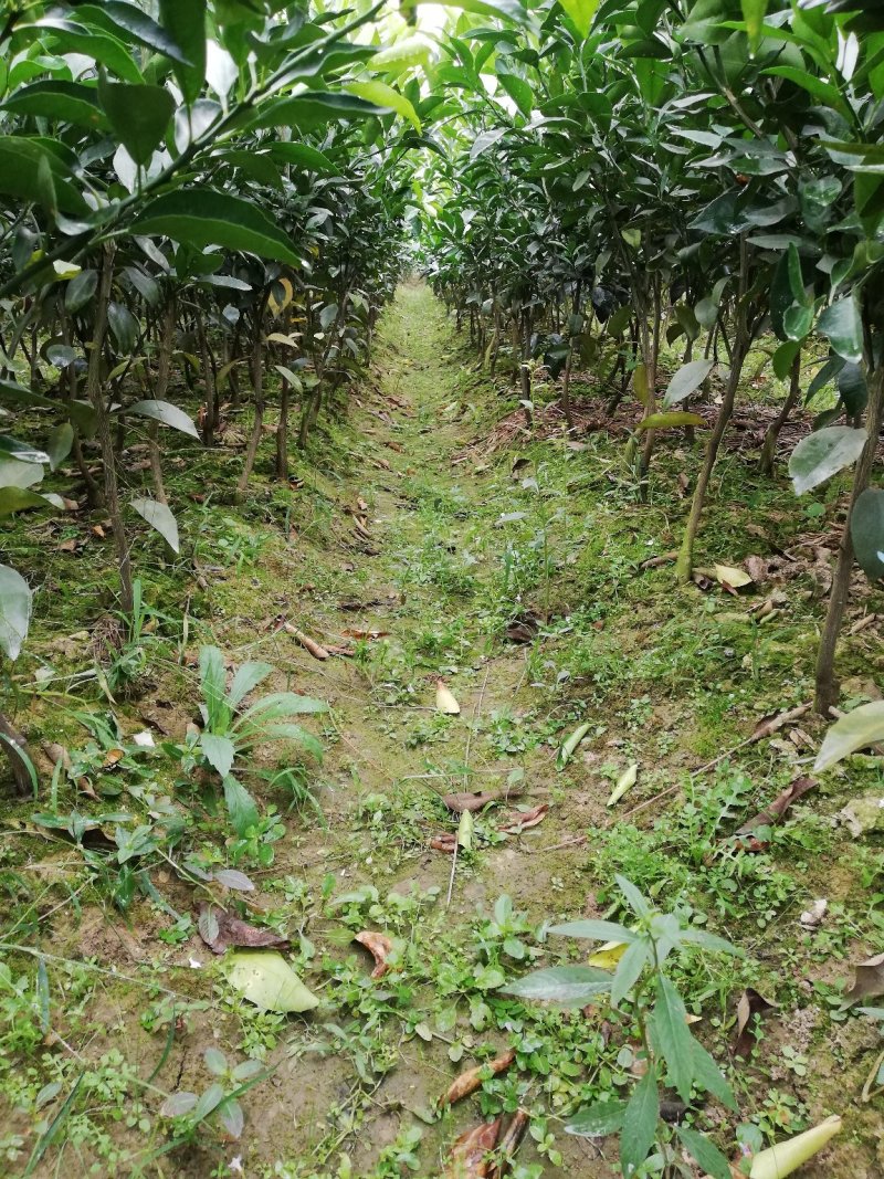 沃柑订制级移栽大苗明年挂果免费技术支持少量不包邮