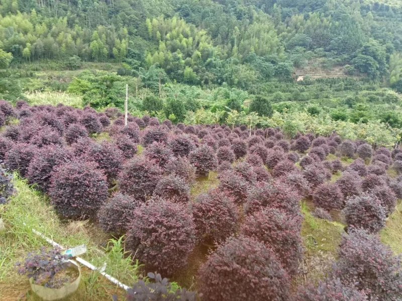 红继木基地直销一手货源量