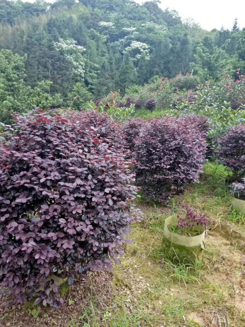 红继木基地直销一手货源量