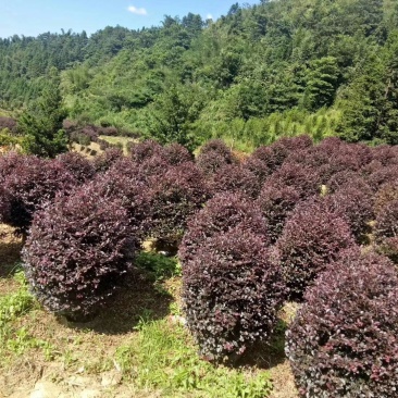 红继木基地直销一手货源量