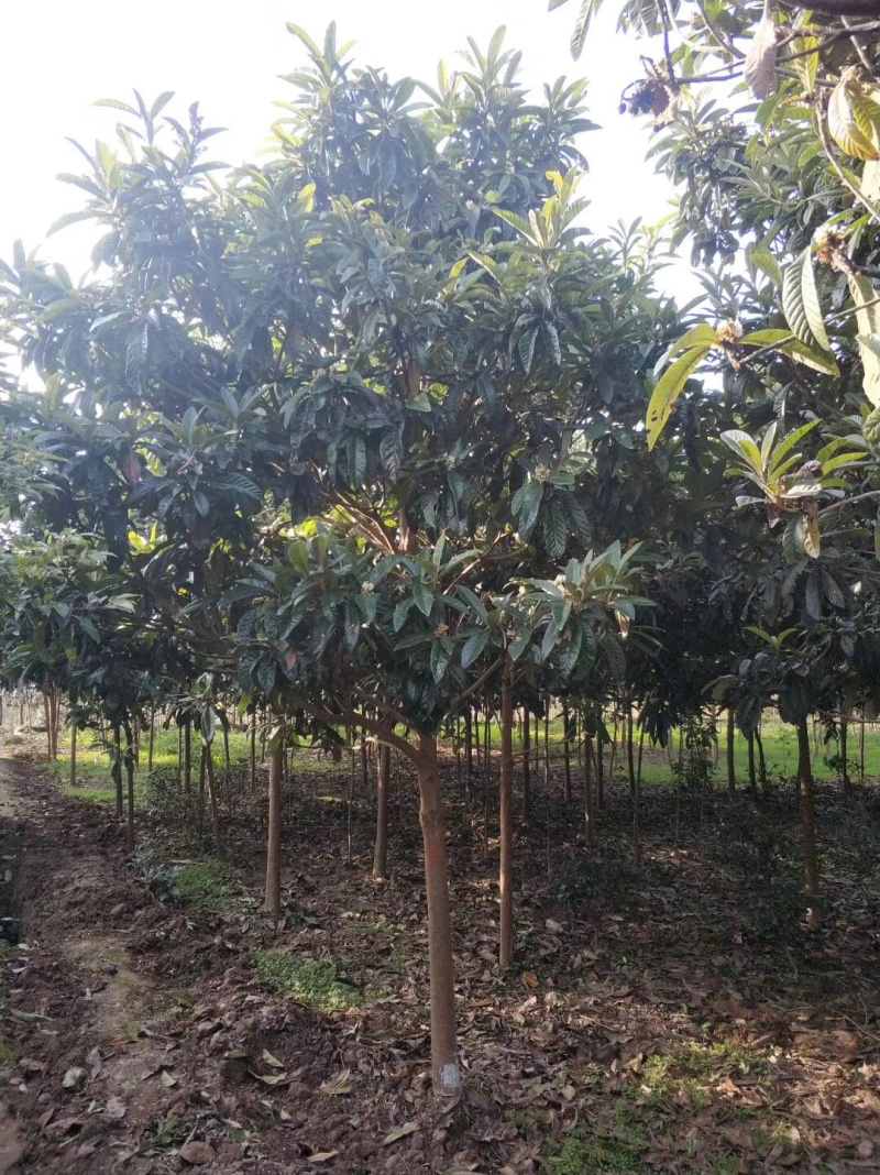 枇杷树，精品出售，1到10公分，规格齐全。。