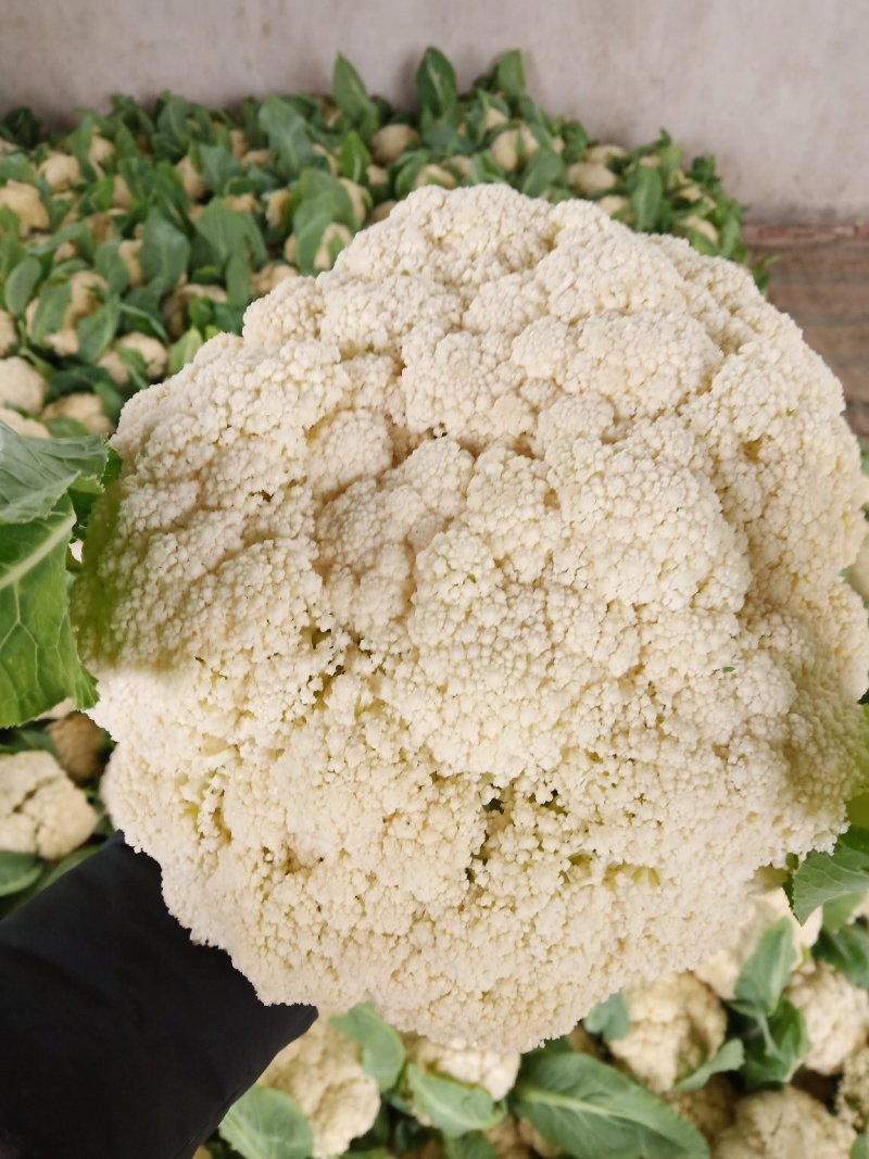 小米青梗有机花大量上市，保质保量，大量供货，提供各种包装