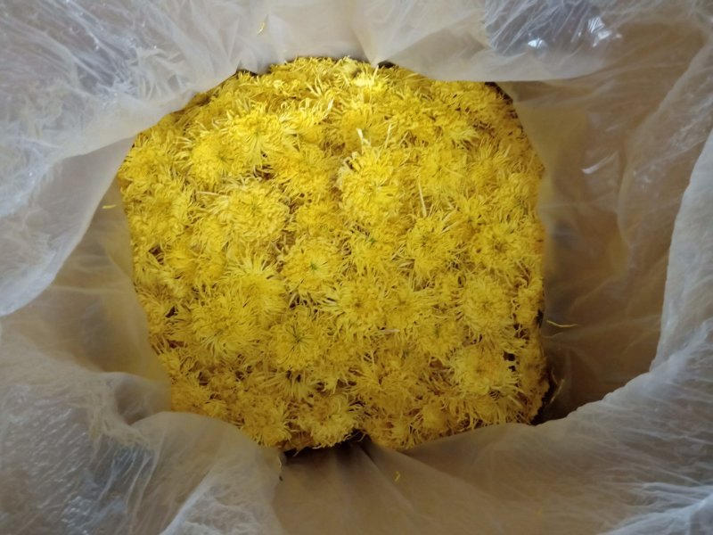 2019年新花修水原产地金丝皇菊