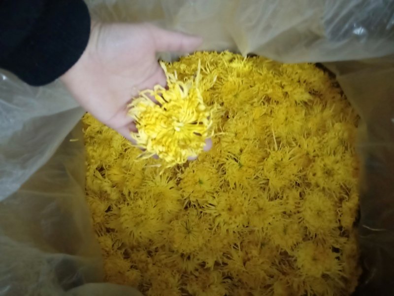 2019年新花修水原产地金丝皇菊