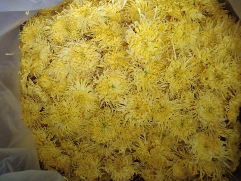 2019年新花修水原产地金丝皇菊