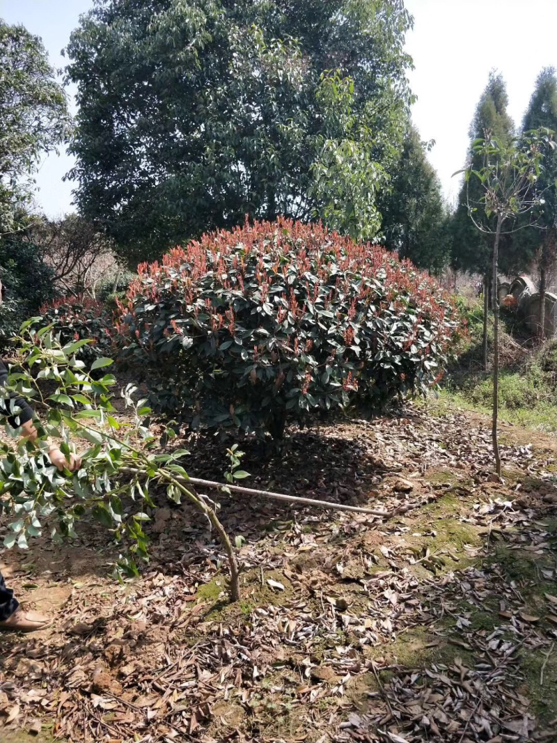 红叶石楠球，精球，毛球，30到两米，规格齐全