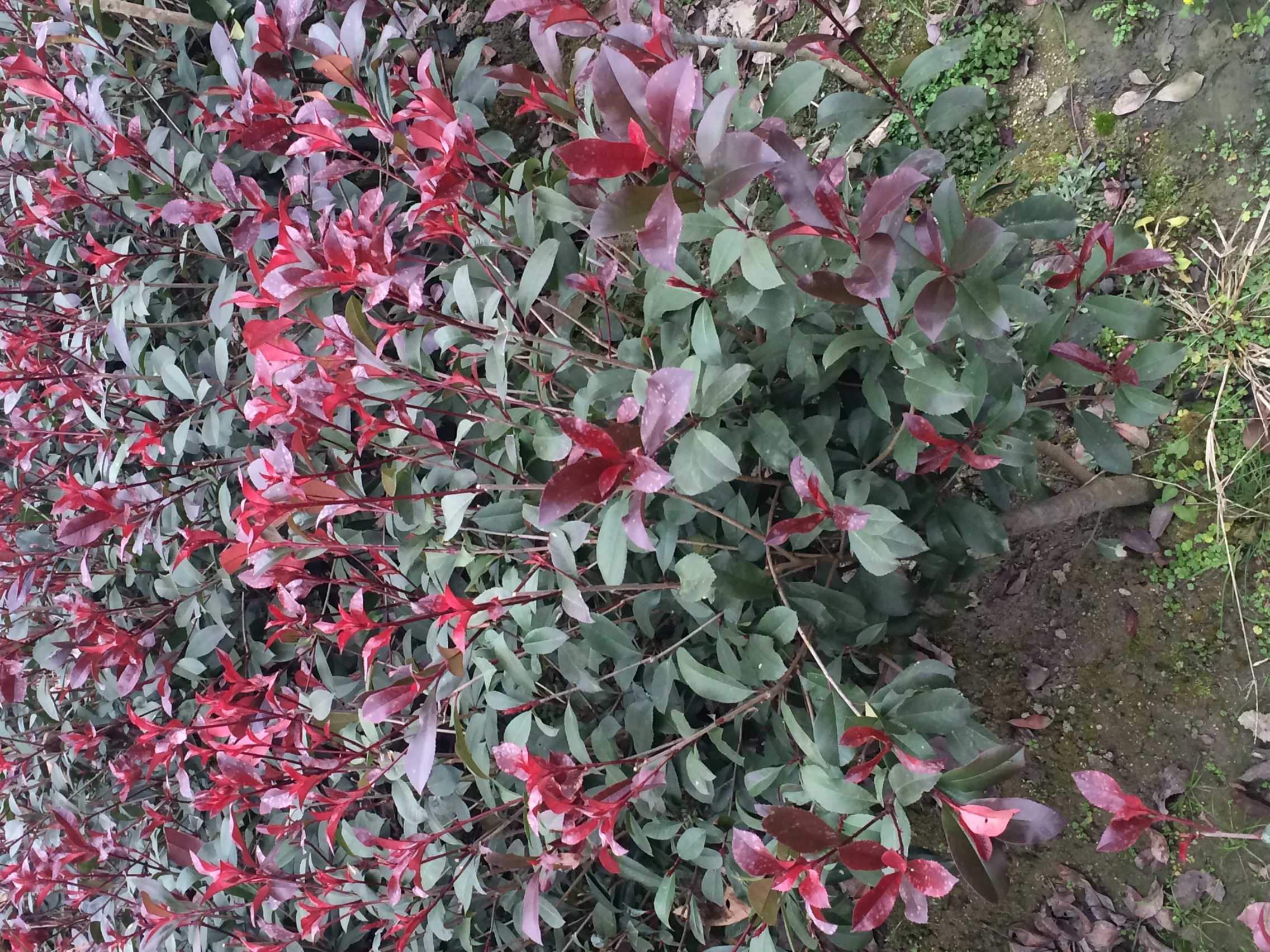 红叶石楠与普通石楠树的对比图