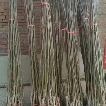 清香,香玲,8518核桃苗100~150cm2~3年