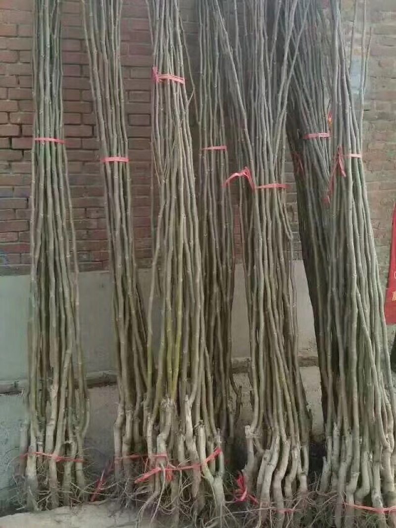 清香,香玲,8518核桃苗100~150cm2~3年