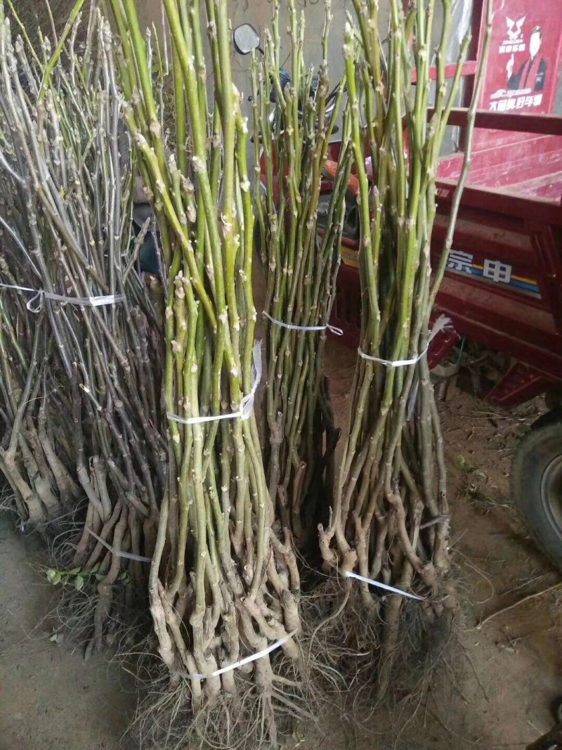 清香,香玲,8518核桃苗100~150cm2~3年
