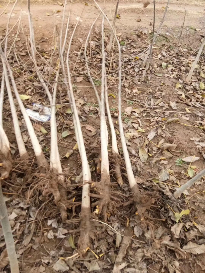 清香,香玲,8518核桃苗100~150cm2~3年