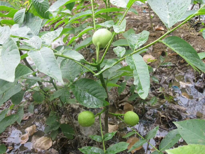 清香,香玲,8518核桃苗100~150cm2~3年