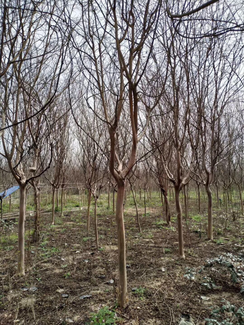 紫薇树，1到15公分，规格齐全！大量低价出售！！！！