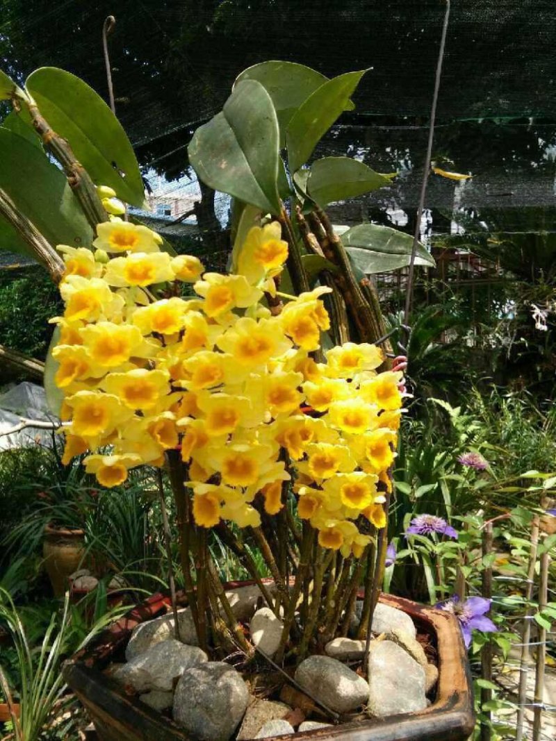 球花石斛